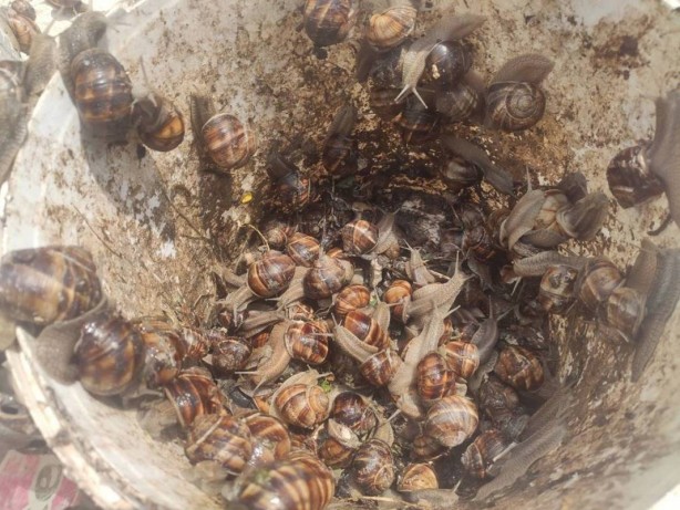 Foto - Türkiye’nin o bölgesinde deli gibi var! Avrupa ve Uzak Doğu'ya çılgınlar gibi satıyoruz! Bütün dünya, onun için kapımızda yatıyor