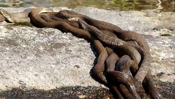 Türkiye’nin o şehrinde, tam iki metre boyundaki dev yılanlar evleri istila etmeye başladı! Ne yapacaklarını şaşırdılar