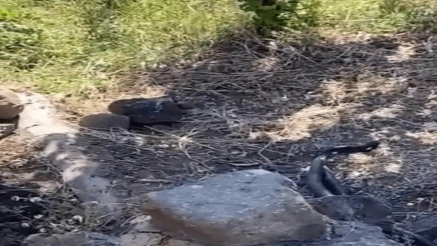 Foto - Türkiye’nin o şehrinde, tam iki metre boyundaki dev yılanlar evleri istila etmeye başladı! Ne yapacaklarını şaşırdılar
