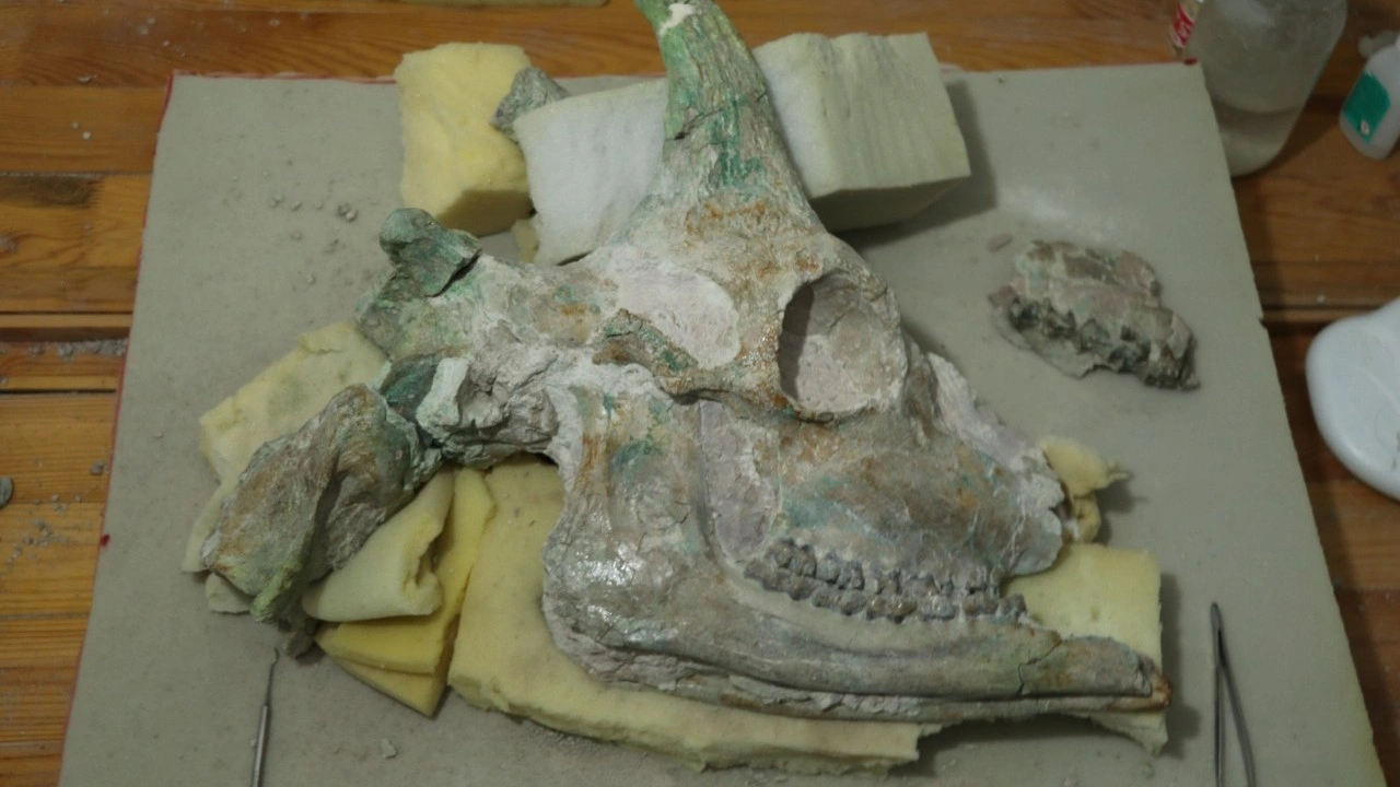 Foto - Türkiye'nin serengetisi Çankırı'da zürafa sürprizi