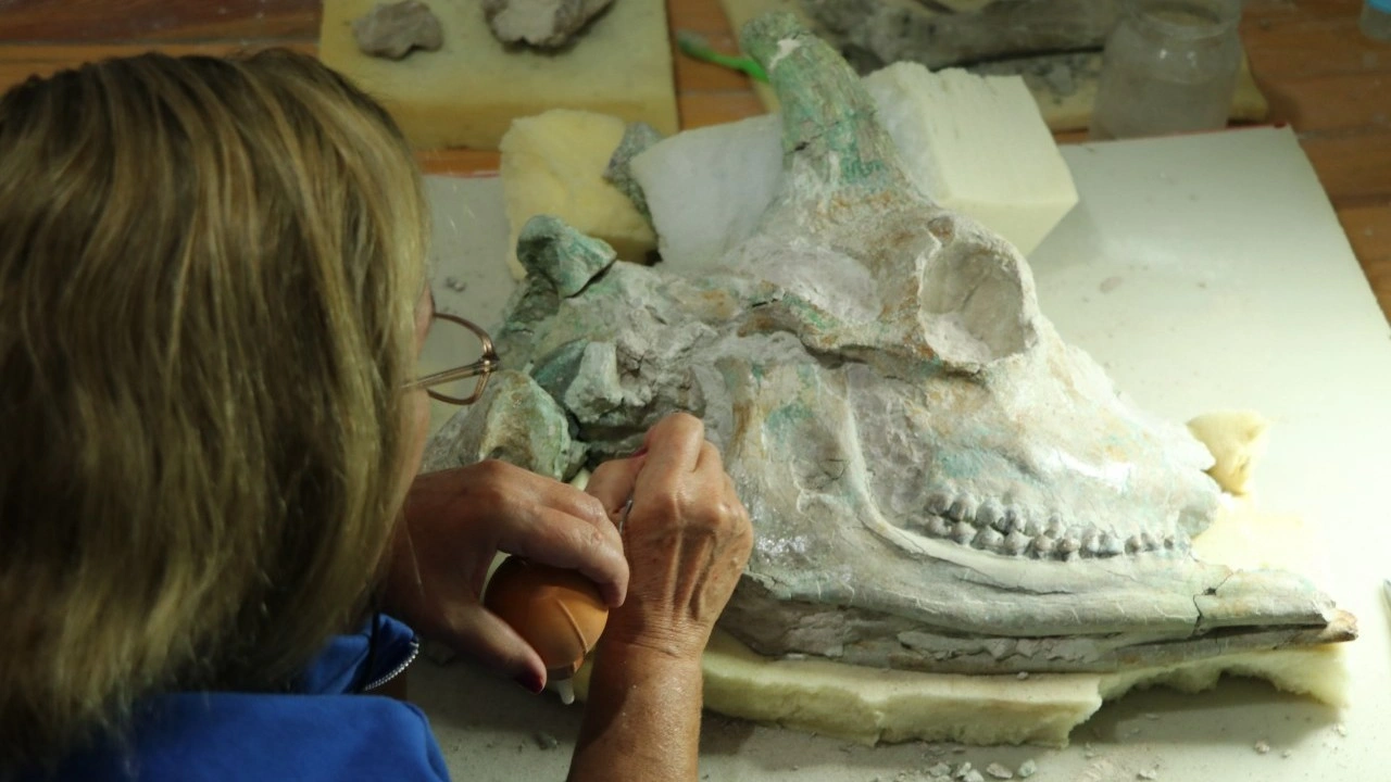 Foto - Türkiye'nin serengetisi Çankırı'da zürafa sürprizi