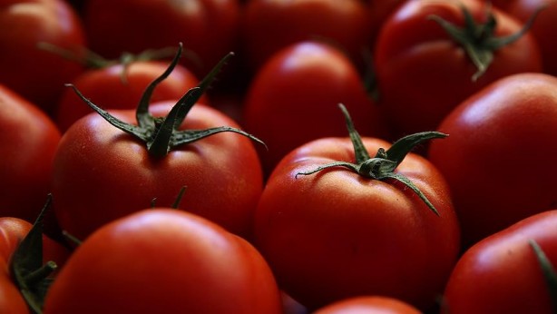 Türkiye'nin tonlarca domatesi çöp olabilir! Ölücüler ortaya çıktı