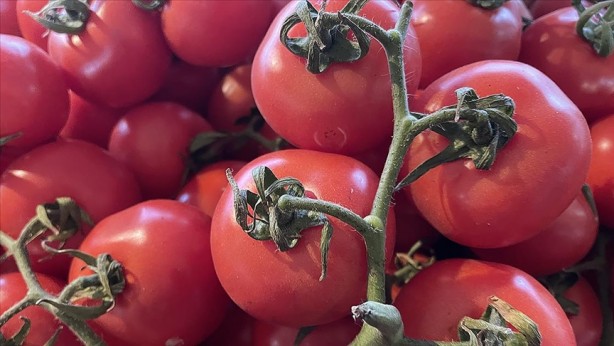Foto - Türkiye'nin tonlarca domatesi çöp olabilir! Ölücüler ortaya çıktı