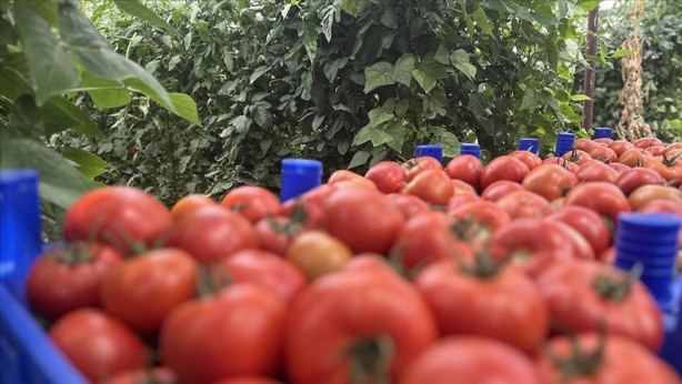 Foto - Türkiye'nin tonlarca domatesi çöp olabilir! Ölücüler ortaya çıktı