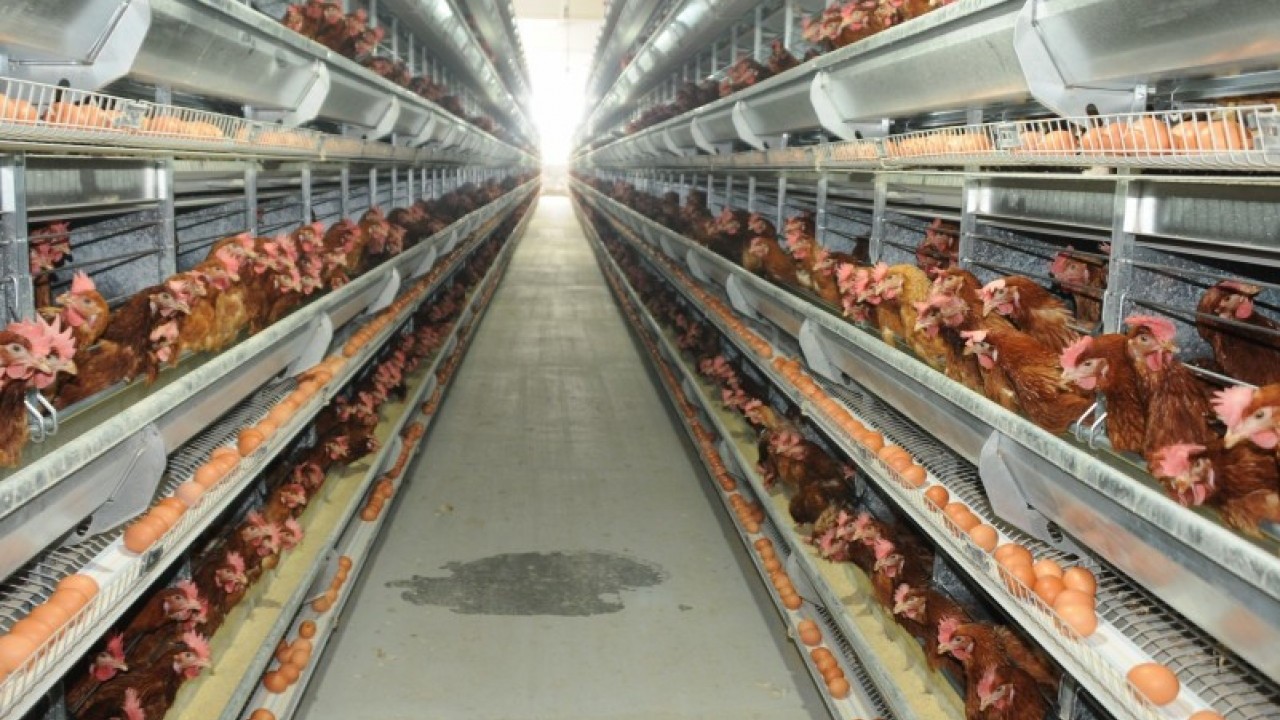 Foto - Türkiye'nin ünlü yumurta markasına kayyım atandı