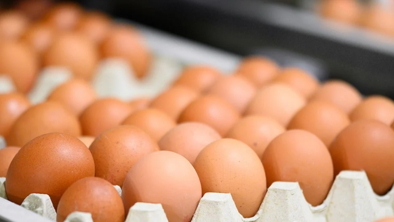 Türkiye'nin ünlü yumurta markasına kayyım atandı