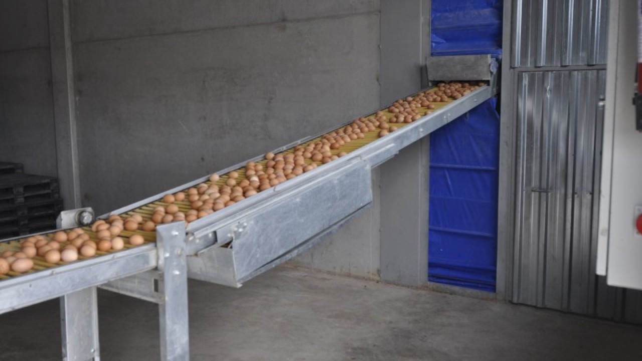 Foto - Türkiye'nin ünlü yumurta markasına kayyım atandı