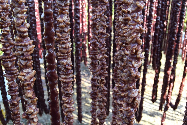 Foto - Türkiye'nin usta şeflerindendi... Bakın köyüne yerleşip ne yaptı!