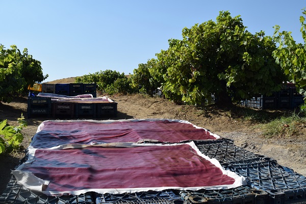 Foto - Türkiye'nin usta şeflerindendi... Bakın köyüne yerleşip ne yaptı!