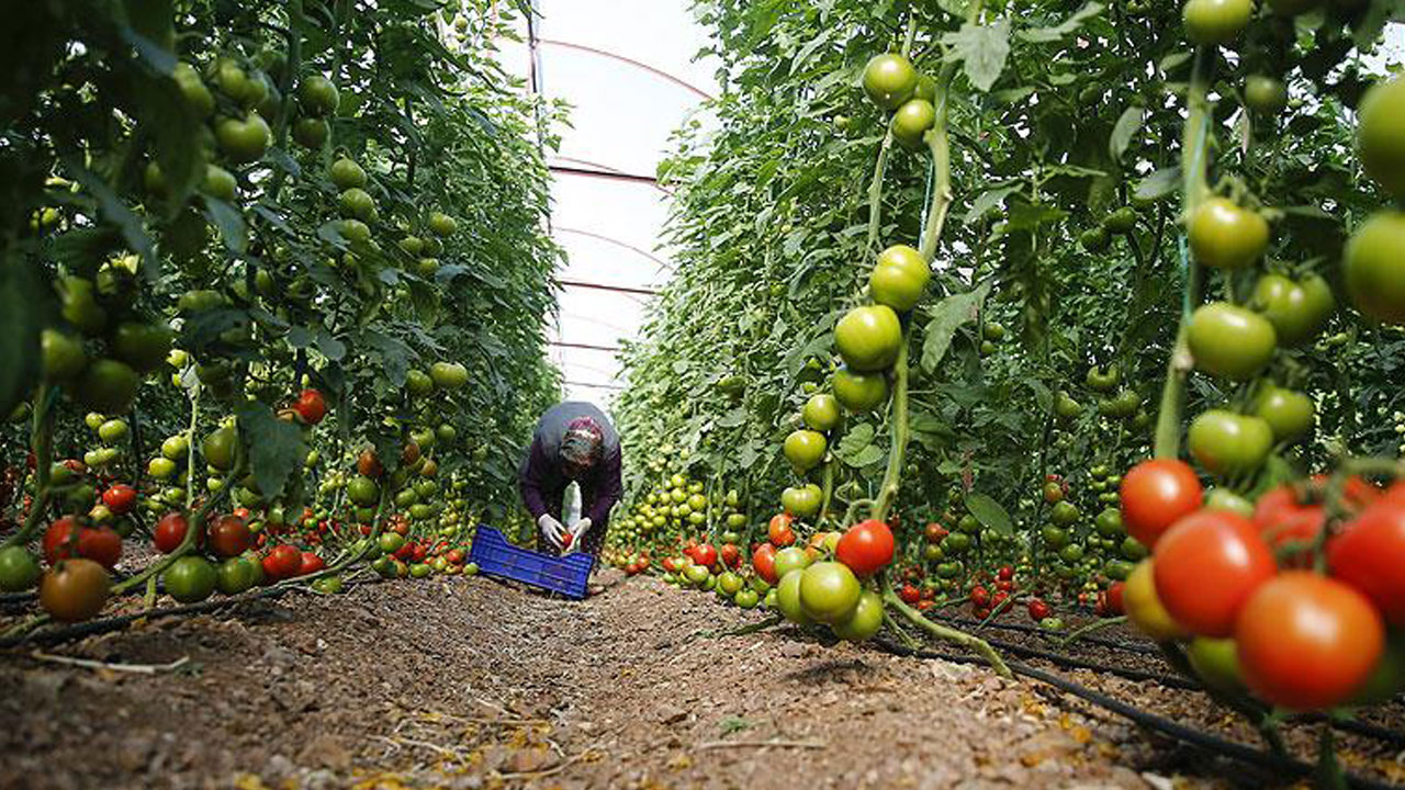 Foto - Türkiye’nin yeri belli oldu! İşte en çok sebze yetiştiren 10 ülke