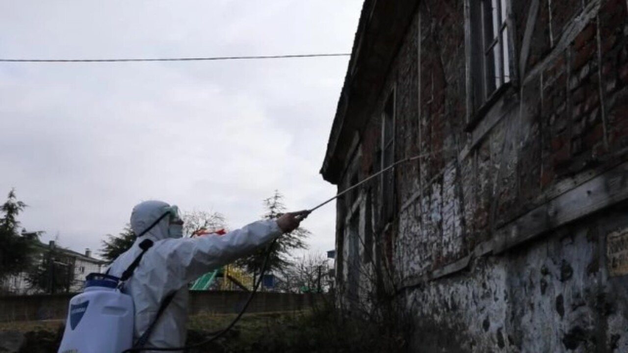 Foto - Türkiye’ye 2017 yılında Gürcistan üzerinden gelmişti! Kış uykusundan erken uyandı tarım ürünlerine zarar veriyor