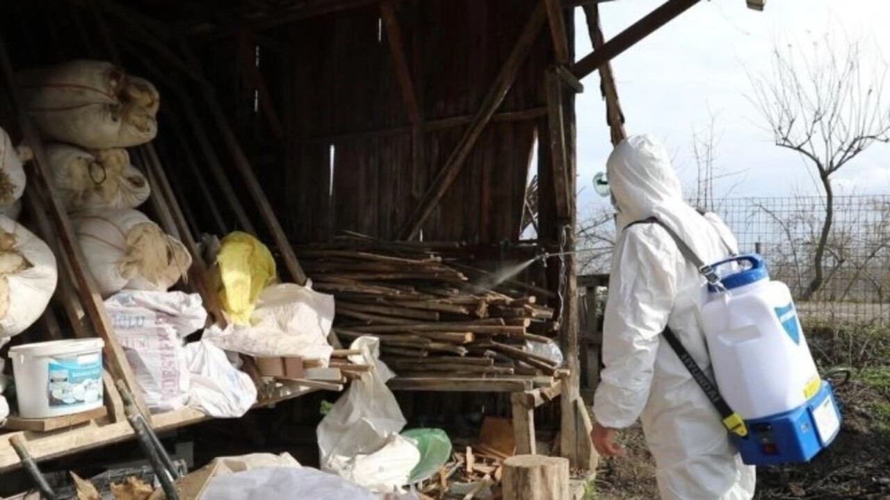 Foto - Türkiye’ye 2017 yılında Gürcistan üzerinden gelmişti! Kış uykusundan erken uyandı tarım ürünlerine zarar veriyor