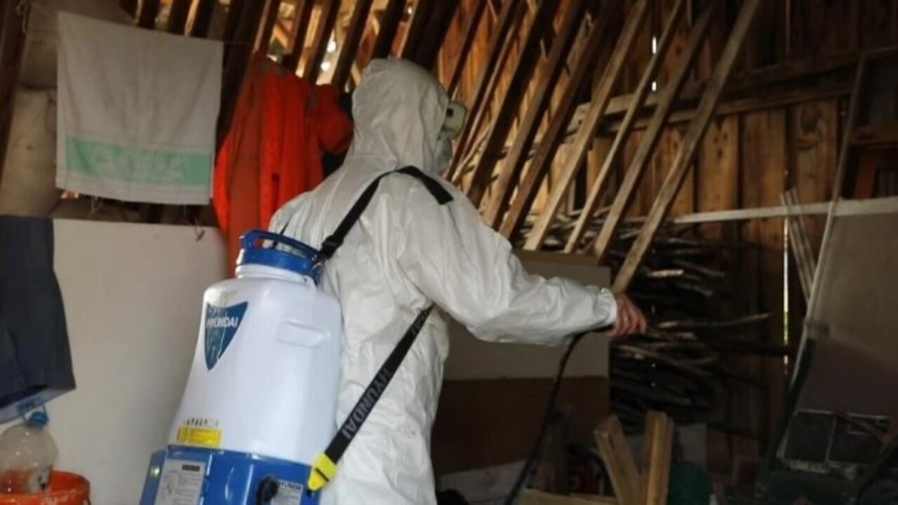 Foto - Türkiye’ye 2017 yılında Gürcistan üzerinden gelmişti! Kış uykusundan erken uyandı tarım ürünlerine zarar veriyor