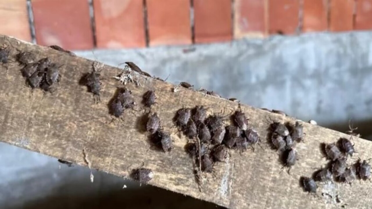 Foto - Türkiye’ye 2017 yılında Gürcistan üzerinden gelmişti! Kış uykusundan erken uyandı tarım ürünlerine zarar veriyor