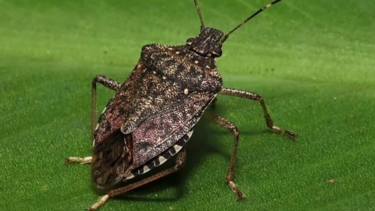 Türkiye’ye 2017 yılında Gürcistan üzerinden gelmişti! Kış uykusundan erken uyandı tarım ürünlerine zarar veriyor