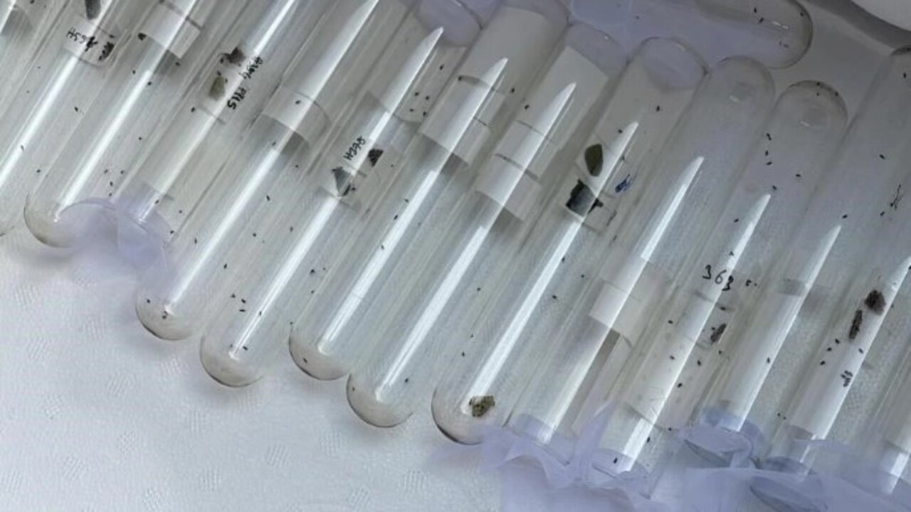 Foto - Türkiye’ye 2017 yılında Gürcistan üzerinden gelmişti! Kış uykusundan erken uyandı tarım ürünlerine zarar veriyor