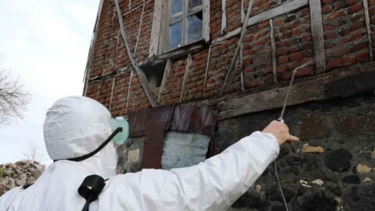 Foto - Türkiye’ye 2017 yılında Gürcistan üzerinden gelmişti! Kış uykusundan erken uyandı tarım ürünlerine zarar veriyor