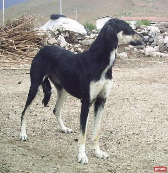 Foto - Türkiye'ye ait köpek türleri