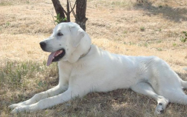 Foto - Türkiye'ye ait köpek türleri