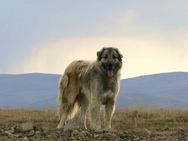 Foto - Türkiye'ye ait köpek türleri