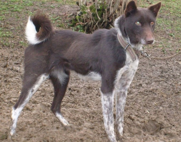 Foto - Türkiye'ye ait köpek türleri