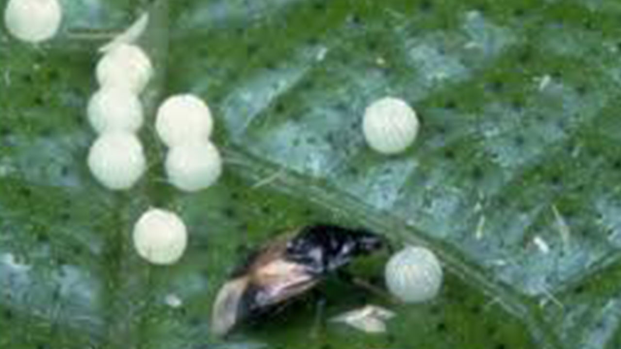 Foto - Türkiye'ye biyolojik saldırı: 'Halk korkudan sokağa çıkamaz oldu'