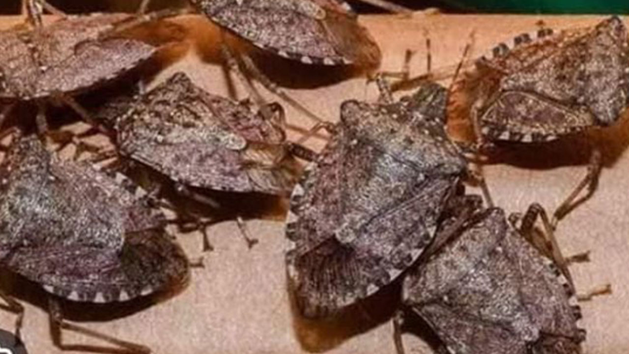 Foto - Türkiye'ye biyolojik saldırı: 'Halk korkudan sokağa çıkamaz oldu'