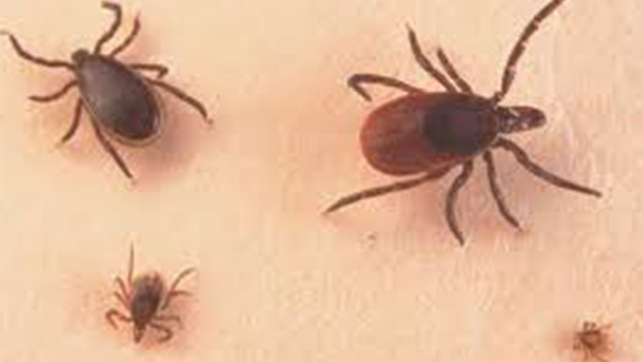 Foto - Türkiye'ye biyolojik saldırı: 'Halk korkudan sokağa çıkamaz oldu'