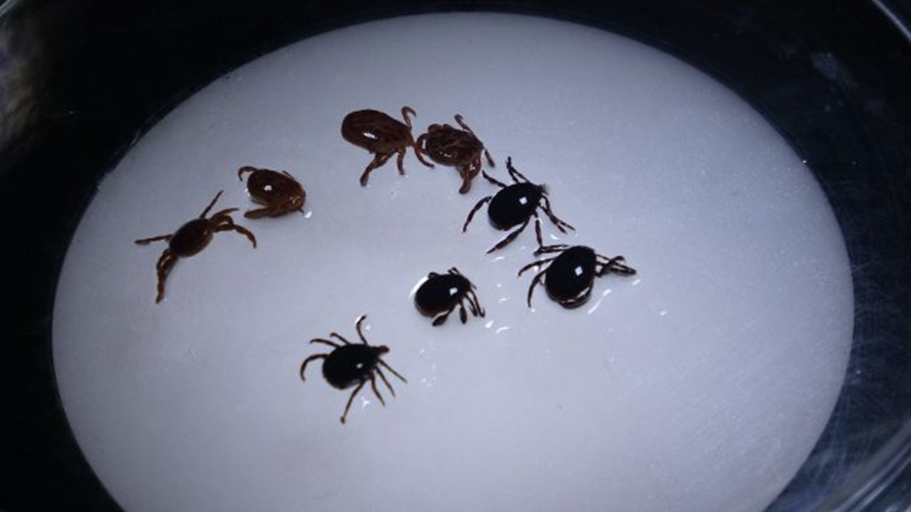 Foto - Türkiye'ye biyolojik saldırı: 'Halk korkudan sokağa çıkamaz oldu'