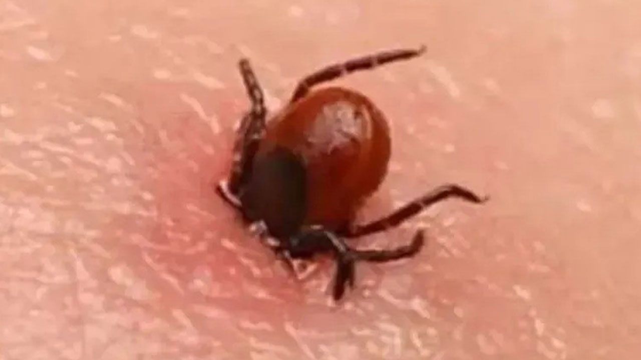 Foto - Türkiye'ye biyolojik saldırı: 'Halk korkudan sokağa çıkamaz oldu'