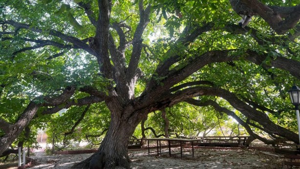 Foto - Türkiye'ye biyolojik saldırı mı yapılıyor? 'Gökyüzünden bir poşet dolusu atıldı'