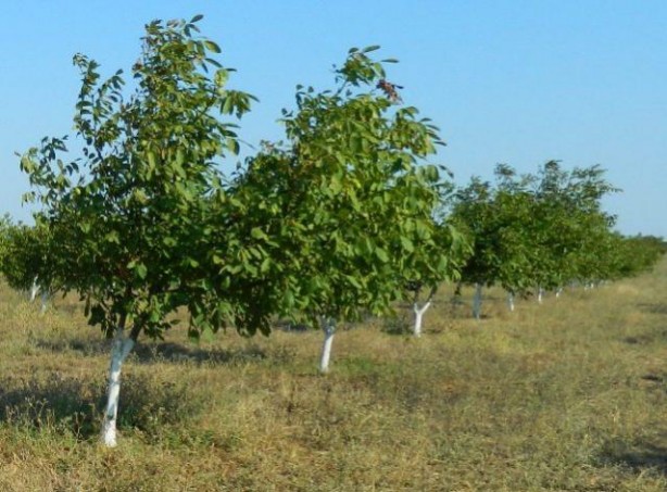 Türkiye'ye biyolojik saldırı mı yapılıyor? 'Gökyüzünden bir poşet dolusu atıldı'