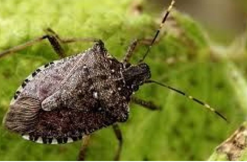 Foto - Türkiye'ye biyolojik saldırı mı yapılıyor? 'Gökyüzünden bir poşet dolusu atıldı'