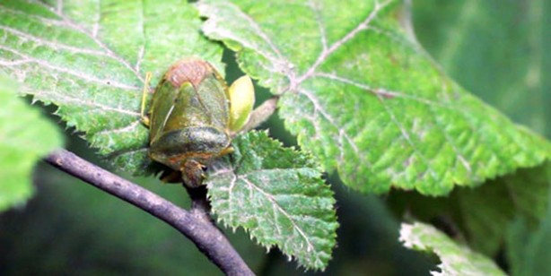 Foto - Türkiye'ye biyolojik saldırı mı yapılıyor? 'Gökyüzünden bir poşet dolusu atıldı'
