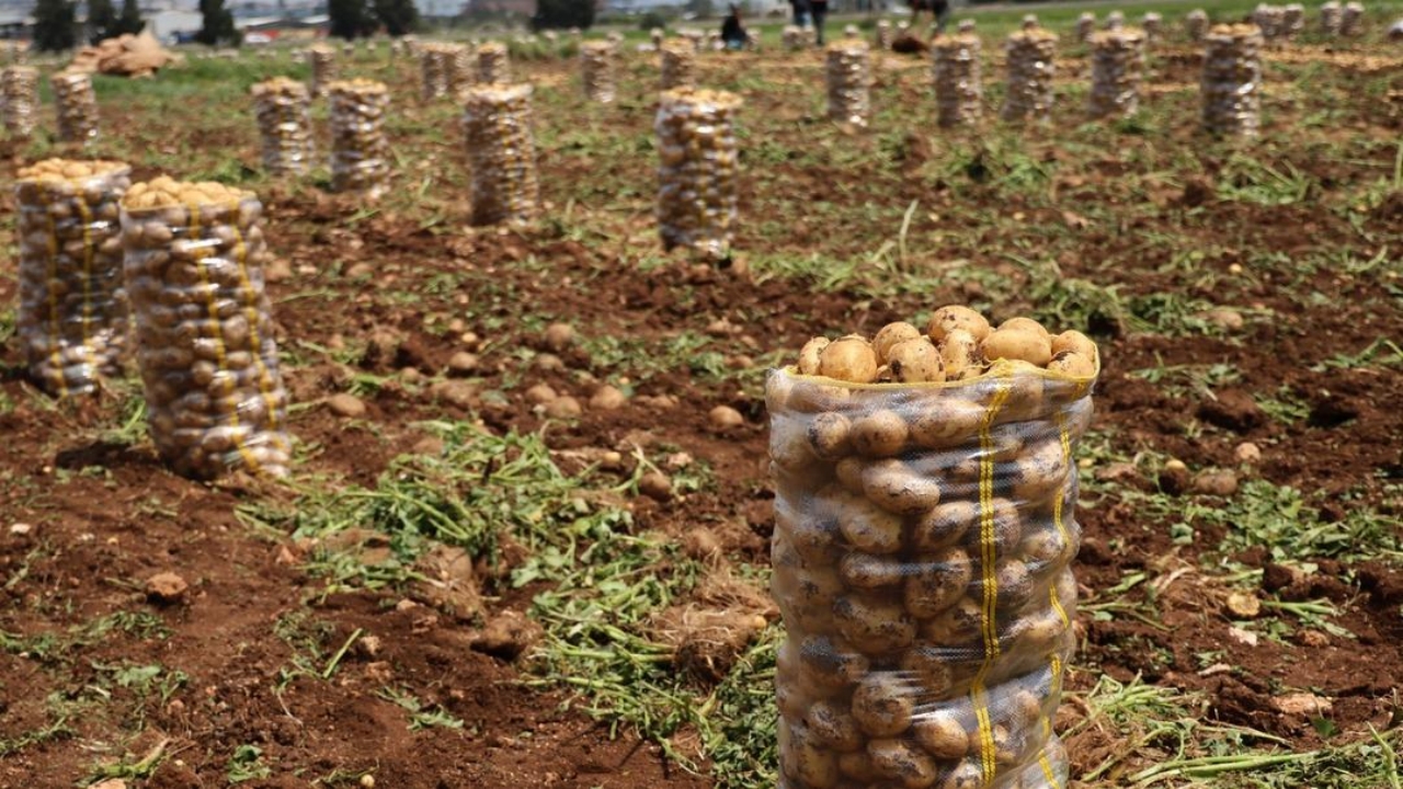 Foto - Türkiye’ye çok büyük şok! 2 bin tondan fazlaydı! Tamamı virüslü çıktı