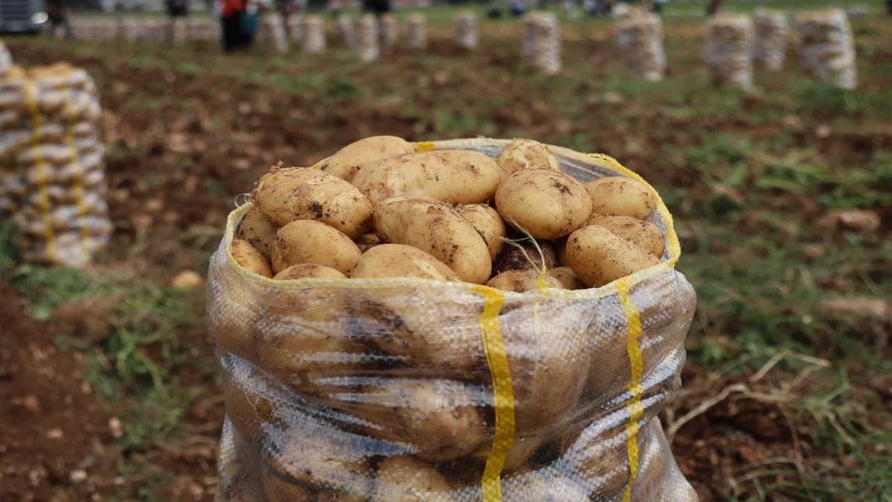 Foto - Türkiye’ye çok büyük şok! 2 bin tondan fazlaydı! Tamamı virüslü çıktı