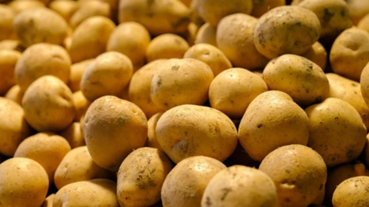 Foto - Türkiye'ye gönderilen patatesler zehirli çıktı