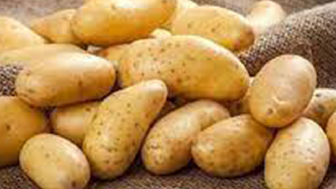 Foto - Türkiye'ye gönderilen patatesler zehirli çıktı