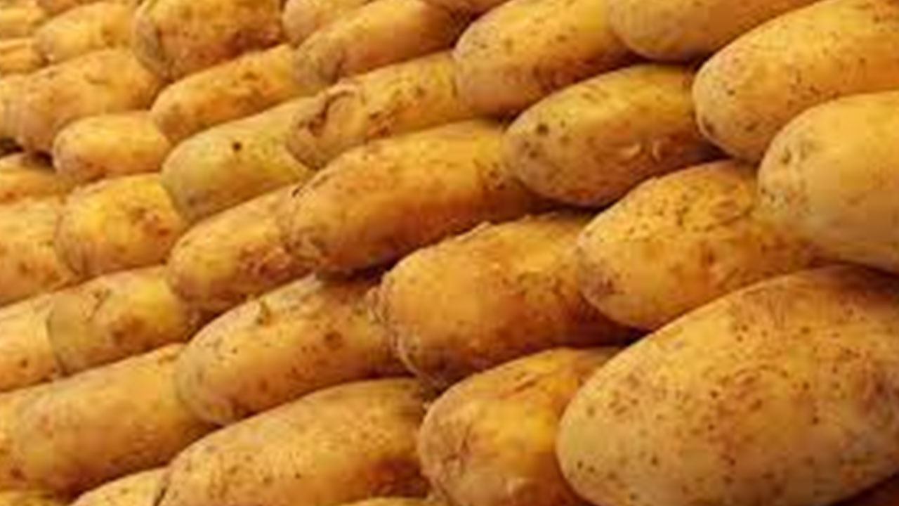 Foto - Türkiye'ye gönderilen patatesler zehirli çıktı