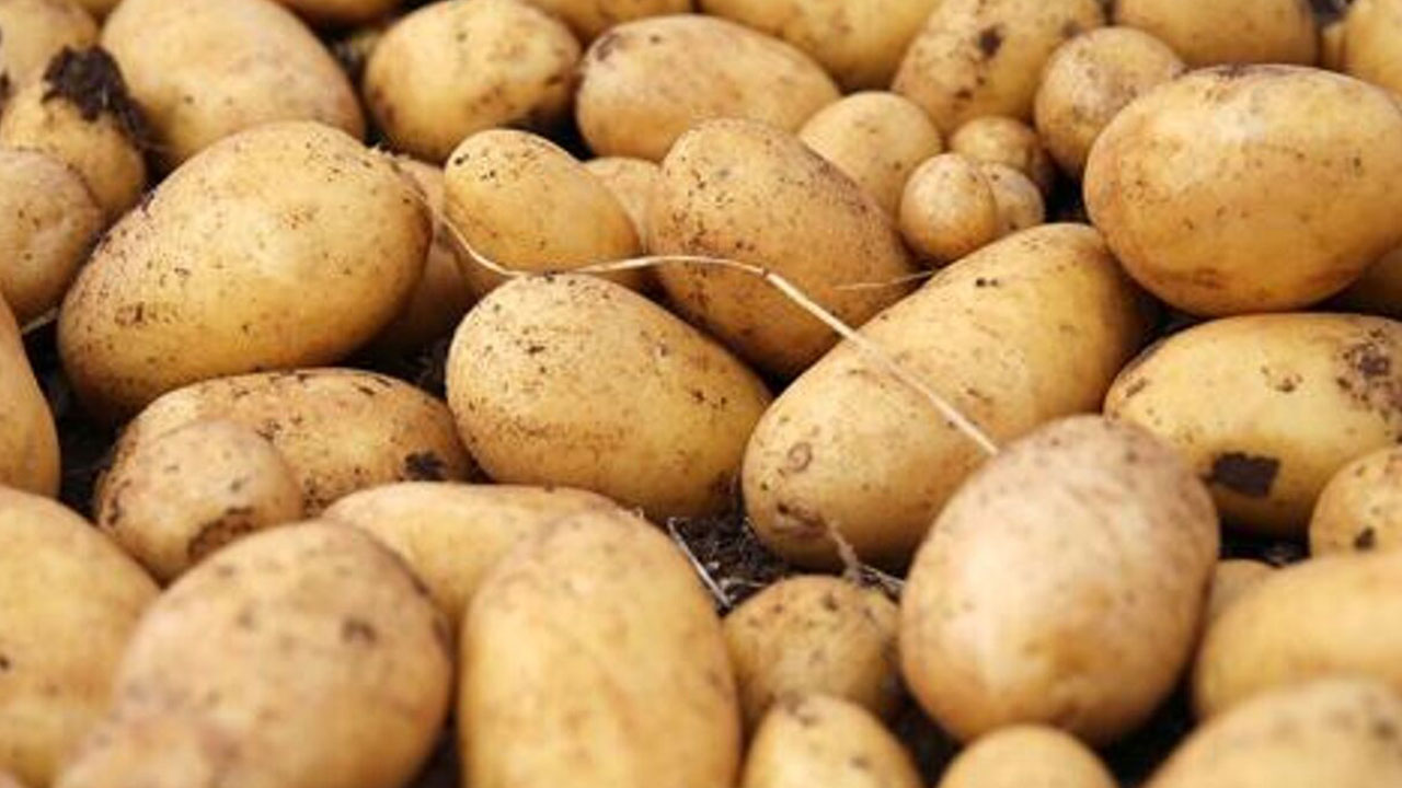 Türkiye'ye gönderilen patatesler zehirli çıktı