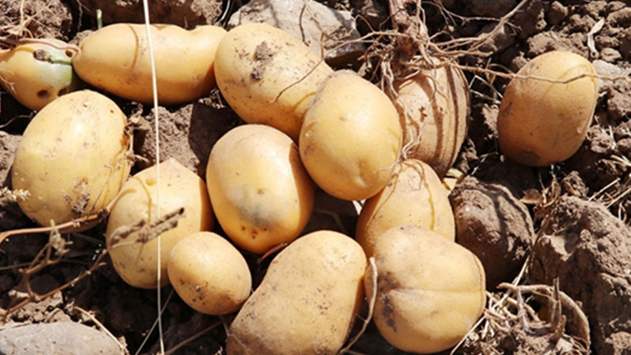 Foto - Türkiye'ye gönderilen patatesler zehirli çıktı