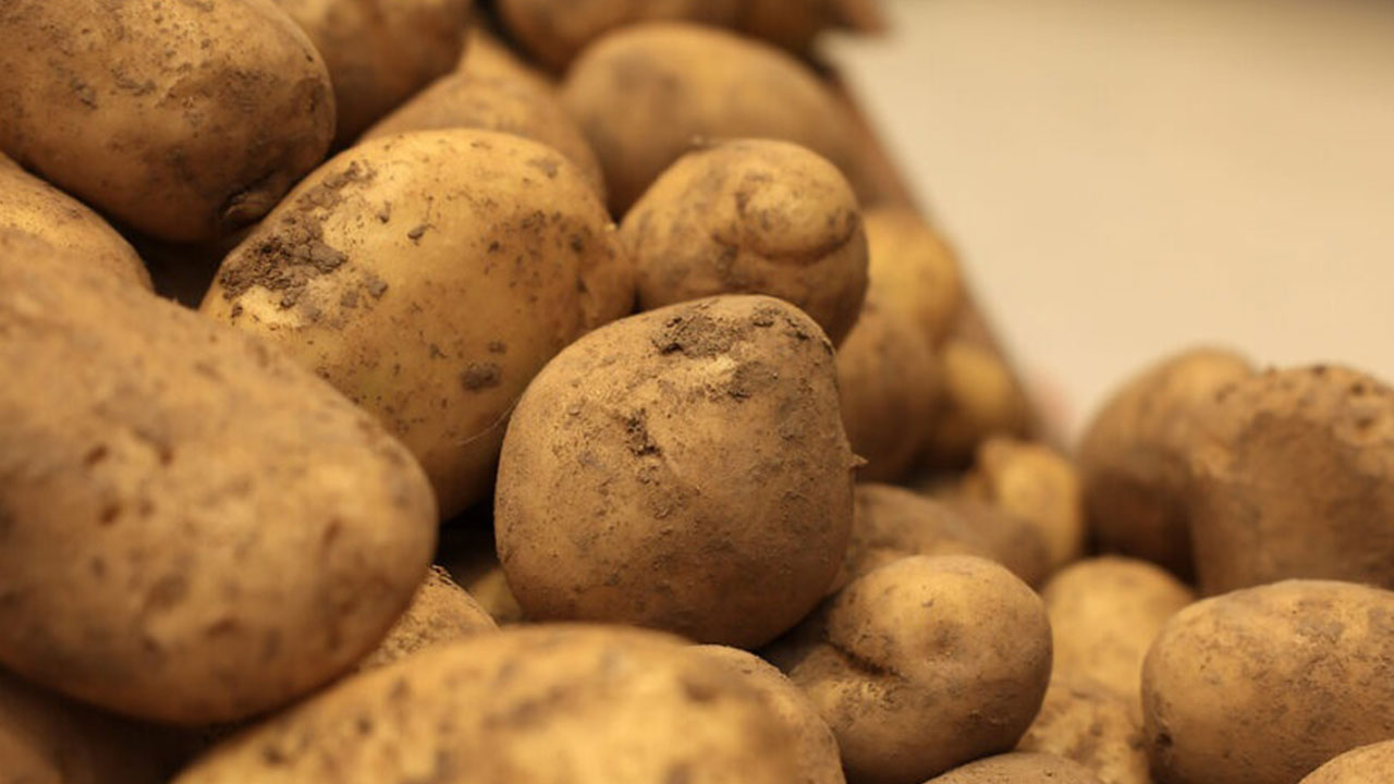 Foto - Türkiye'ye gönderilen patatesler zehirli çıktı