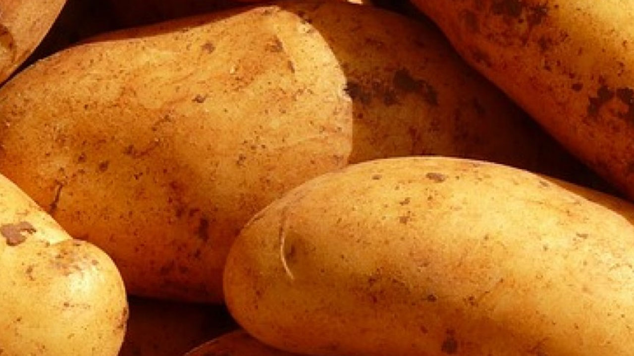 Foto - Türkiye'ye gönderilen patatesler zehirli çıktı