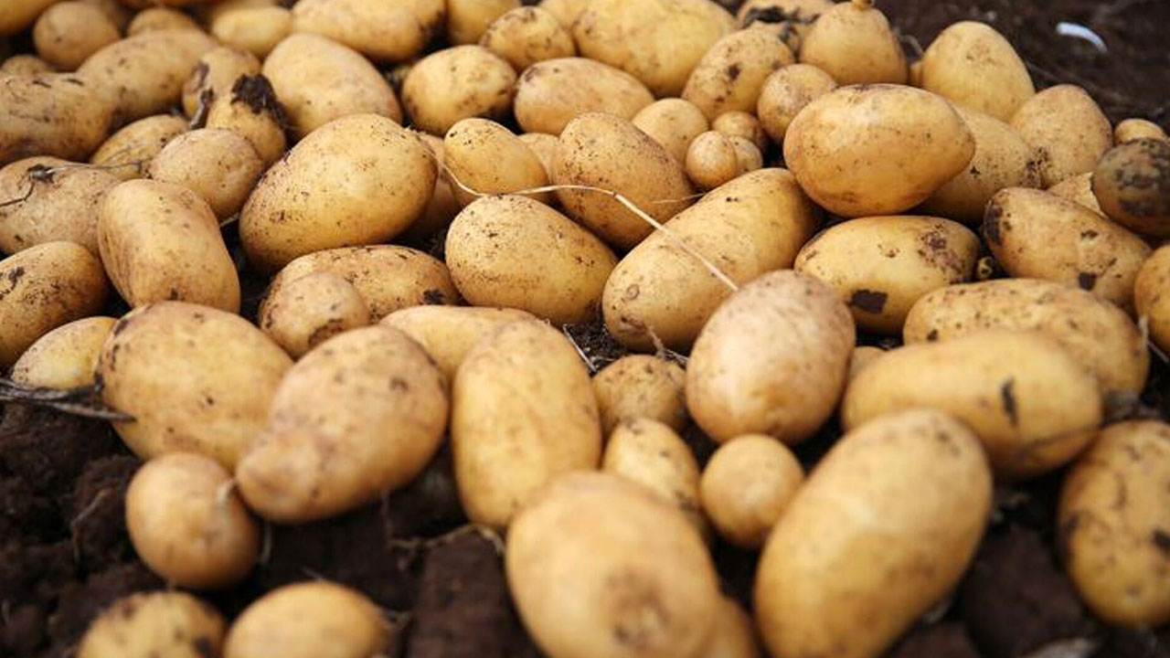 Foto - Türkiye'ye gönderilen patatesler zehirli çıktı