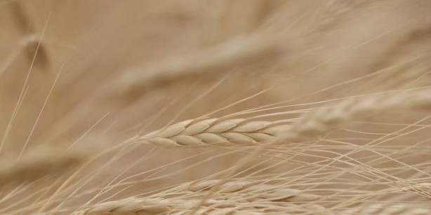 Foto - "Türkiye'ye İHA karşılığında buğday veriyorlar" iddiasıyla ilgili açıklama: Kasıtlı bir girişim
