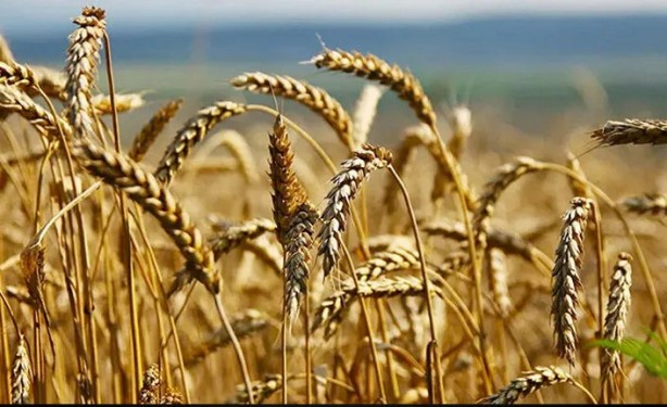 Foto - "Türkiye'ye İHA karşılığında buğday veriyorlar" iddiasıyla ilgili açıklama: Kasıtlı bir girişim