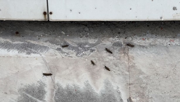 Foto - Türkiye'ye gizlice saldırı mı düzenlendi? O ilimizi istila ettiler