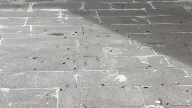 Foto - Türkiye'ye gizlice saldırı mı düzenlendi? O ilimizi istila ettiler
