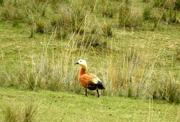 Foto - Türkiye’ye uğramadan rota tamamlanmıyor