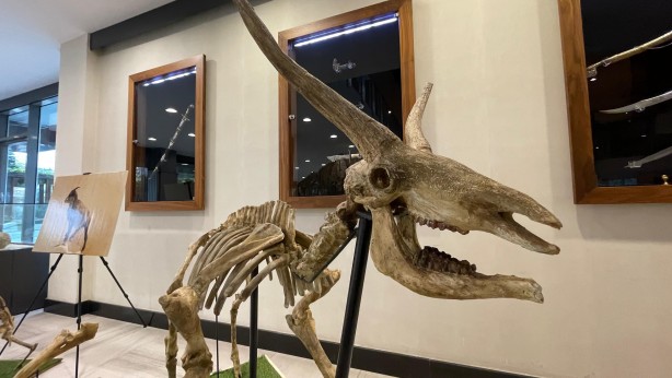 Foto - Türkiye'yi ayağa kaldıracak sergi: Görenler dehşete düşecek! Büyük dev hizmet, Memduh Başkan'dan...